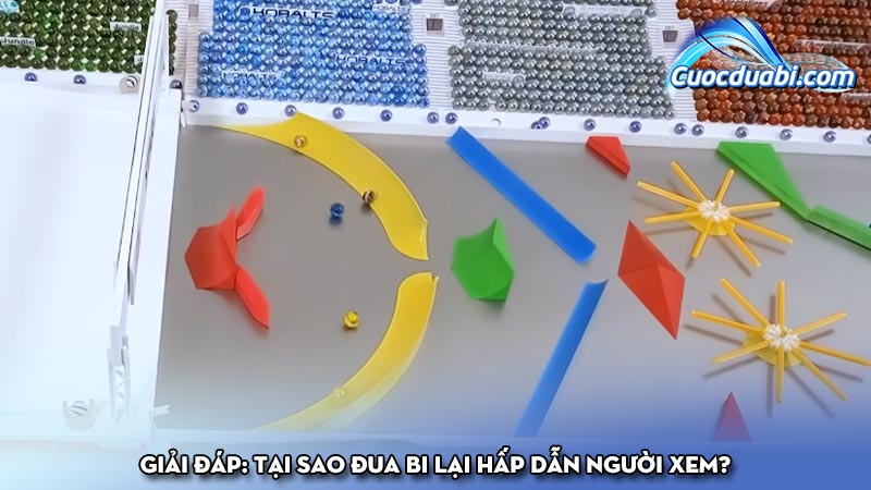 Giải đáp: Tại sao đua bi lại hấp dẫn người xem?